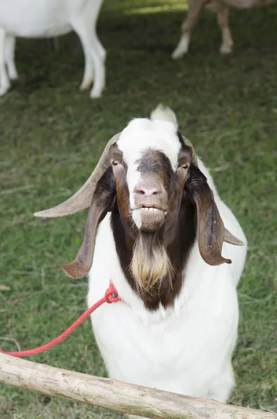 Portret Van Een Grappige Geit Zoek Naar Camera — Stockfoto