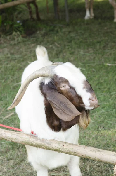 Closeup Portrait Goat Courtyard — Stock Photo, Image