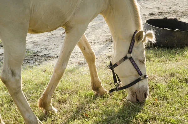 Een Abstracte Shot Van Een Paard Tijdens Een Dressuur — Stockfoto