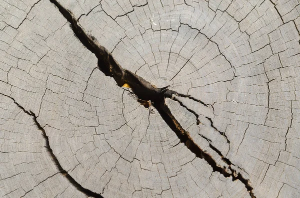 Çatlak tahta doku arka planı