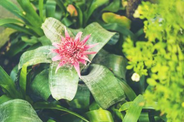 Çiçek Bahçe arka plan ile çeşitli renkli Bahçe çiçek ve Bahçe aletleri