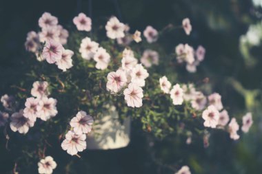 Çiçekler güneş ışığı ile arka plan