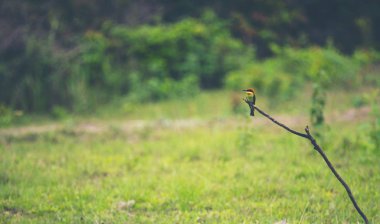 tropikal orman, Khao Yai Milli Parkı, Tayland görünümünü