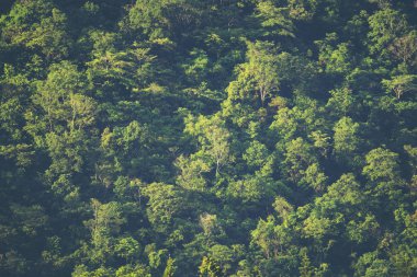 tropikal orman, Khao Yai Milli Parkı, Tayland görünümünü