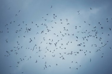 gökyüzünde uçan birçok yarasalar