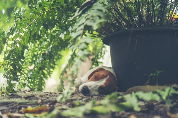 Small beagle puppy sleeping in nature