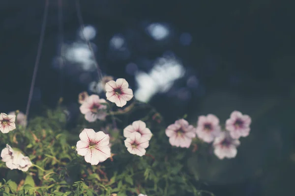 Flowers Background Sun Light — Stock Photo, Image