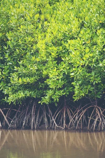 mangrov orman, Tayland tropikal orman