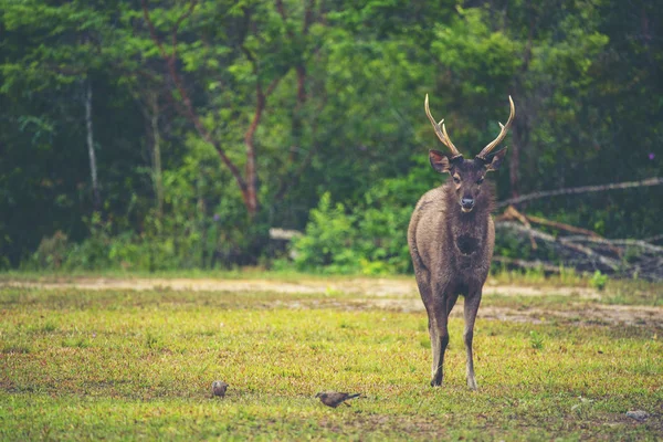 Vilda Hjortar Skogen Nationalparken Khao Yai Thailand — Stockfoto