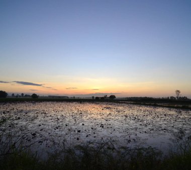 ön planda bazı buğdayile, bir sulak üzerinde renkli gün batımı