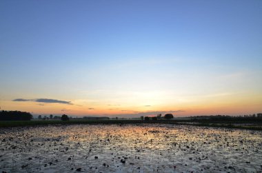 ön planda bazı buğdayile, bir sulak üzerinde renkli gün batımı