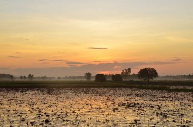 ön planda bazı buğdayile, bir sulak üzerinde renkli gün batımı