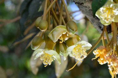 yellow flowers in nature, selective focus