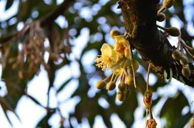 yellow flowers in nature, selective focus