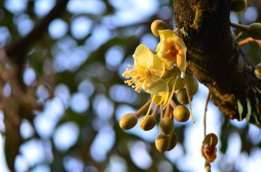 yellow flowers in nature, selective focus