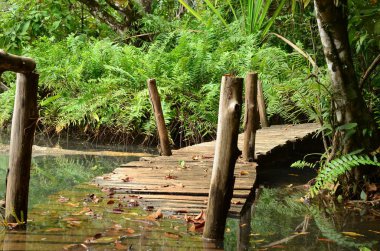 Ormanda ahşap köprü