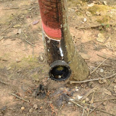 Plastik tarlasında tahta kaseli lastik ağaç, Trang Eyaleti, Yan Ta Khao Bölgesi. Tayland.