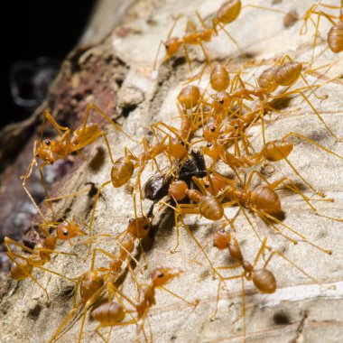 Kırmızı karınca takım çalışması