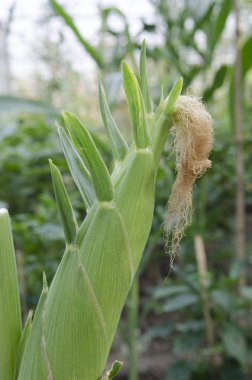 Mısır tarlasında büyüyen mısır koçanı