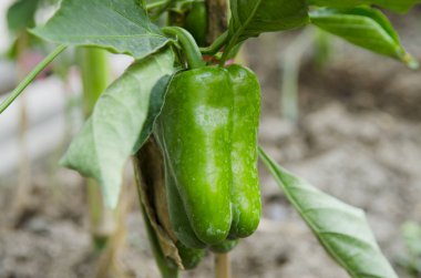Taze yeşil dolma biber, bahçede kırmızı biber.