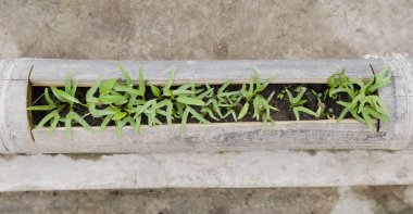 Sabah zaferi tarlada