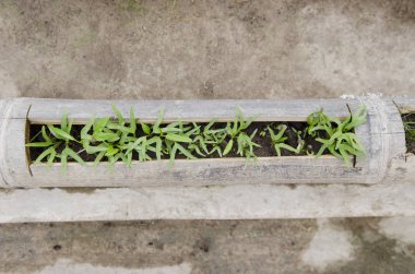 Sabah zaferi tarlada