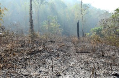 Batı Ormanı, Tayland 'da Yanmış Orman
