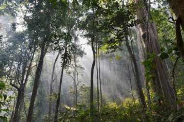 Tropikal yağmur ormanlarındaki doğal kaynak, Khao Yai Ulusal Parkı, Tayland