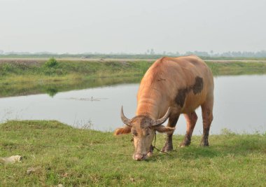 Albino buffalo (beyaz bufalo)