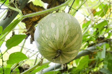 Sağlık için organik sebze bahçesi