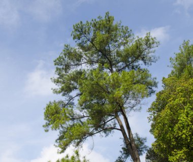 Ormanda mavi gökyüzü olan çam ağaçları