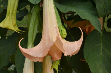 Datura flowers with green leaves close up 