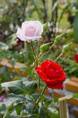 Sevgililer Günü için gül çiçeğini kapat.