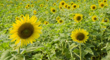 beautiful sunflowers in nature, flora and fauna