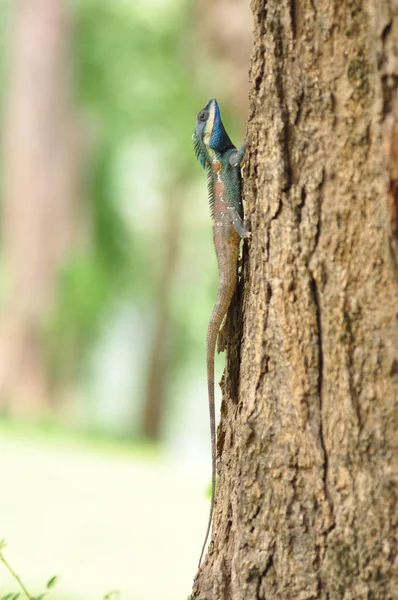 Closeup Shot Beautiful Green Lizard Sitting Tree Branch — Stock Photo, Image