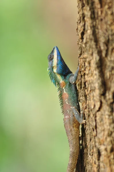 Lizard Tree Thailand Filed — Stock Photo, Image