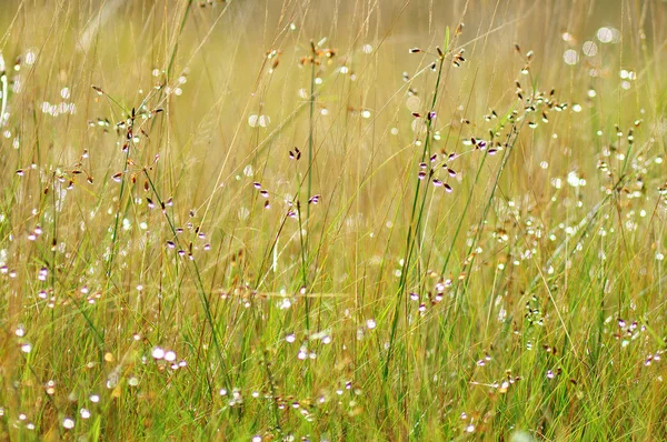 Świeże Ranna Rosa Trawie Wiosną Naturalne Tło Bliska Płytkich Dof — Zdjęcie stockowe