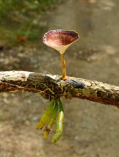 Ressources Naturelles Dans Forêt Tropicale Humide Parc National Khao Yai — Photo