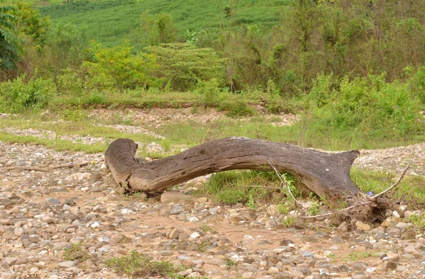 Log Lying Ground — Foto Stock