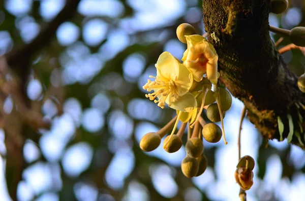 yellow flowers in nature, selective focus