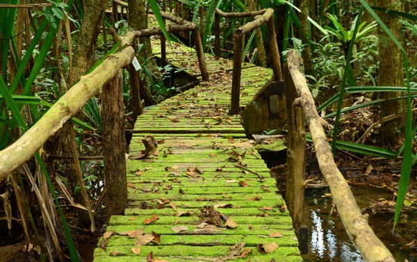 Promenade Dans Forêt — Photo