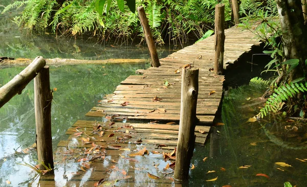 Boardwalk Forest — Stock fotografie