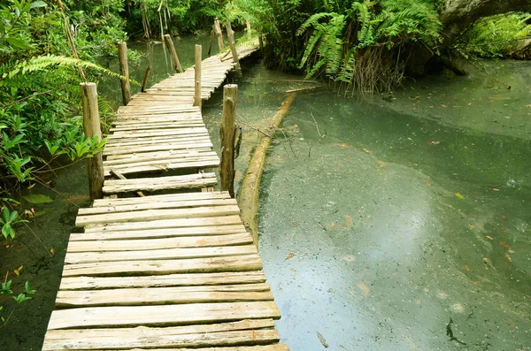 Chemin Bois Entre Forêt Mangrove Thaïlande — Photo