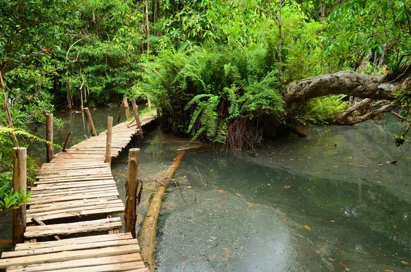 Lesní Cestě Cesta Mezi Mangrovových Lesů Thajsko — Stock fotografie