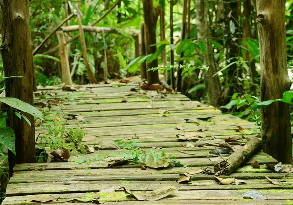 Caminho Madeira Entre Floresta Manguezal Tailândia — Fotografia de Stock