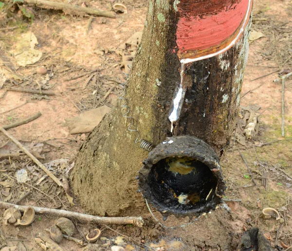 Rubber tree with wooden bowl in rubber plantation, Yan Ta Khao District, Trang Province. Thailand.