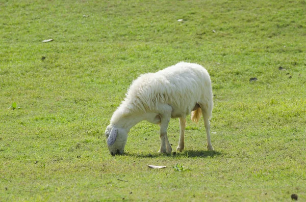 Schapenboerderij South Island Nieuw Zeeland — Stockfoto