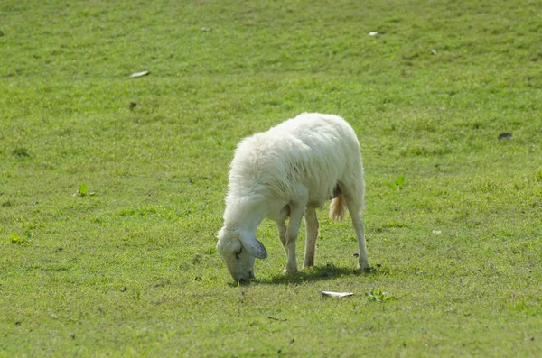 Sheep Farm South Island New Zealand — Stock Photo, Image