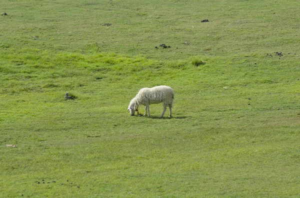 Niedliche Lustige Schafe Oder Lämmer Auf Der Grünen Wiese — Stockfoto