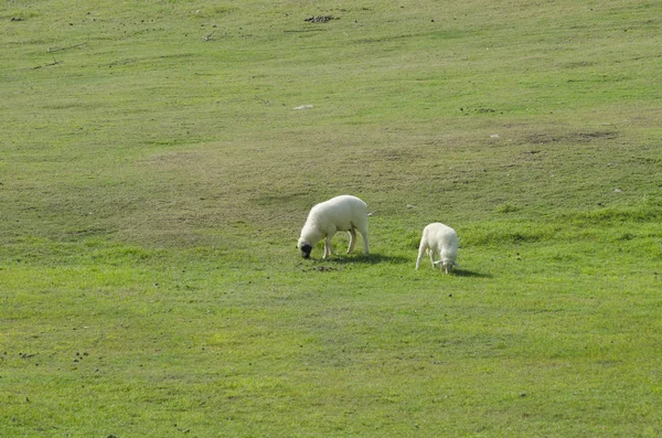 Sheep Farm South Island New Zealand — 스톡 사진